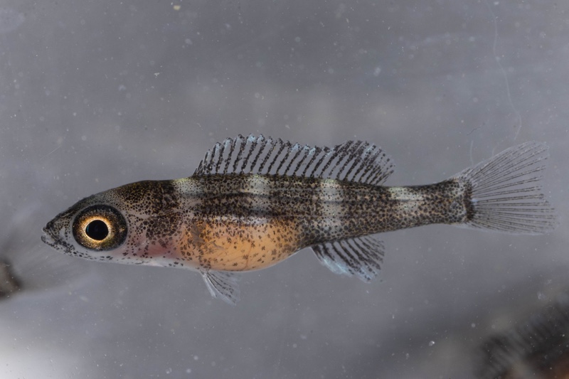 Paracyprichromis nigripinnis 'Kantalamba'